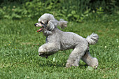 Grauer Standardpudel, Hund läuft auf Gras
