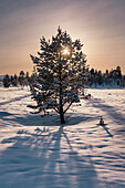 Norwegische Kiefer hoch auf der Finnmark-Hochebene im Schnee im Gegenlicht der Sonne bei Sonnenuntergang im Winter, Finnmark-Hochebene, Polarkreis, Norwegen, Skandinavien, Europa