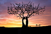 Küssender Baum bei Sonnenaufgang, Matera, Basilikata, Italien, Europa
