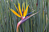 Bird of Paradise flower (Strelitzia reginae), Kirstenbosch, Cape Town, South Africa, Africa