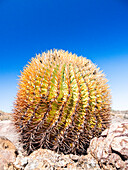 Dwarf barrel cactus (Ferocactus digueti), on Isla del Carmen, Baja California Sur, Mexico, North America