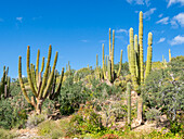 Cardon cactus (Pachycereus pringlei) forest on Isla San Jose, Baja California Sur, Mexico, North America