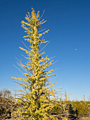 Boojum tree (cirio) (Fouquieria columnaris), in the Sonoran Desert, Bahia de los Angeles, Baja California, Mexico, North America