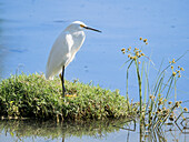 Adult snowy egret (Egretta thula), in a lagoon near San Jose del Cabo, Baja California Sur, Mexico, North America