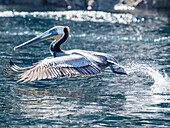 Ausgewachsener Braunpelikan (Pelecanus occidentalis), im Flug nahe der Isla San Pedro Martir, Baja California, Mexiko, Nordamerika