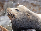 Ausgewachsener männlicher Kalifornischer Seelöwe (Zalophus californianus), Kopfdetail bei Los Islotes, Baja California Sur, Mexiko, Nordamerika