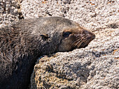Adult male Guadalupe fur seal (Arctocephalus townsendi), hauled out, Isla San Pedro Martir, Baja California, Mexico, North America