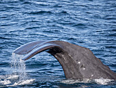 Ausgewachsener Pottwalbulle (Physeter macrocephalus), Vorbereitung zum Tieftauchen nahe Isla San Jose, Baja California Sur, Mexiko, Nordamerika