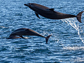 Adult common bottlenose dolphins (Tursiops truncatus), leaping off Isla San Jose, Baja California Sur, Mexico, North America