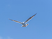 Juvenile California gull (Larus californicus), in flight in Monterey Bay Marine Sanctuary, Monterey, California, United States of America, North America
