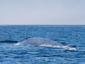 Adult blue whale (Balaenoptera musculus), surfacing in Monterey Bay Marine Sanctuary, California, United States of America, North America