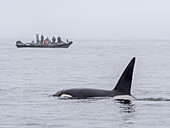 Eine Gruppe von Schwertwalen (Orcinus orca), in der Nähe eines Walbeobachtungsbootes in der Monterey Bay Marine Sanctuary, Kalifornien, Vereinigte Staaten von Amerika, Nordamerika