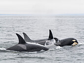 Transient killer whales (Orcinus orca), surfacing in Monterey Bay Marine Sanctuary, Monterey, California, United States of America, North America