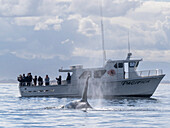 Eine Gruppe von Schwertwalen (Orcinus orca), in der Nähe eines Walbeobachtungsbootes in der Meeresschutzzone Monterey Bay, Kalifornien, Vereinigte Staaten von Amerika, Nordamerika