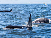 A pod of transient killer whales (Orcinus orca), feeding on a gray whale calf carcass in Monterey Bay Marine Sanctuary, California, United States of America, North America