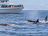 A pod of transient killer whales (Orcinus orca), feeding on a gray whale calf carcass in Monterey Bay Marine Sanctuary, California, United States of America, North America