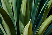 USA, Arizona, Tucson, Close-up of agave plant