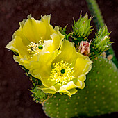 USA, Arizona, Tucson, Close-up of blooming prickly pear cactus