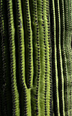 USA, Arizona, Tucson, Close-up of green cactus with rows on thorns