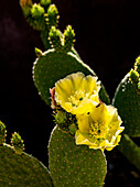 USA, Arizona, Tucson, Close-up of blooming prickly pear cactus