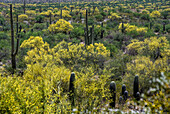 USA, Arizona, Tucson, Cacti and bushes growing in desert landscape