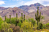 USA, Arizona, Tucson, Cacti and bushes growing in desert landscape