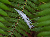 Close-up of white leaves among green leaves