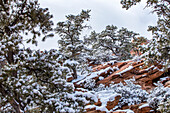 USA, Utah, Springdale, Zion National Park, Snowcapped pine trees in mountains