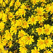 Nahaufnahme von leuchtend gelben Blumen in voller Blüte