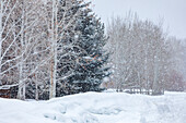 USA, Idaho, Bellevue, Schneeverwehung im Wald während eines Schneesturms im Winter