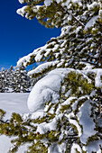 USA, Idaho, Sun Valley, Fir tree covered with snow
