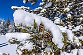 USA, Idaho, Sun Valley, Nahaufnahme eines mit Schnee bedeckten Tannenzweigs