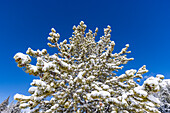 USA, Idaho, Sun Valley, Kiefer mit Schnee bedeckt vor blauem Himmel
