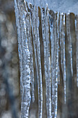 Close up of icicles in winter