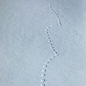 Animal footprints in snow 