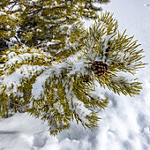 Kiefernzapfen an einem Baum im Winter