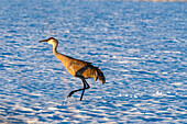 USA, Idaho, Bellevue, Crane walking in snow 