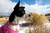 Rat Terrier mit rosa Pullover und Halsband spielt im Schnee