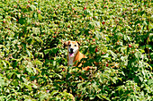 Playful dog in raspberry patch at farm 