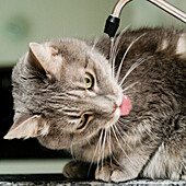 Katze trinkt Wasser aus dem Wasserhahn in der Küche