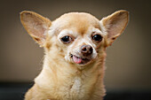 Portrait of Chihuahua dog sticking out tongue