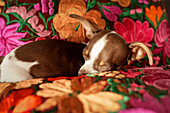 Chihuahua-Hund schläft auf geblümter Decke