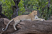 Leopard (Panthera pardus), Mashatu-Wildreservat, Botsuana, Afrika