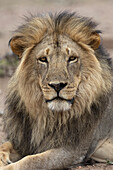 Löwe (Panthera leo), Mashatu-Wildreservat, Botsuana, Afrika
