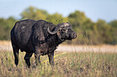 Cape buffalo (Syncerus caffer), Chobe National Park, Botswana, Africa