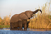 Afrikanischer Elefant (Loxodonta africana) bei der Fütterung, Chobe-Nationalpark, Botsuana, Afrika