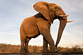 Afrikanischer Elefant (Loxodonta africana) Bulle, Zimanga private Game Reserve, KwaZulu-Natal, Südafrika, Afrika