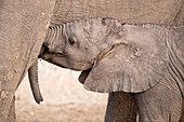 African elephant (Loxodonta africana) calf suckling, Chobe National Park, Botswana, Africa