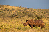White rhino (Ceratotherium simum), Zimanga Game Reserve, KwaZulu-Natal, South Africa, Africa