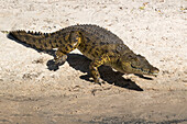 Nilkrokodil (Crocodylus niloticus), Chobe-Fluss, Botsuana, Afrika